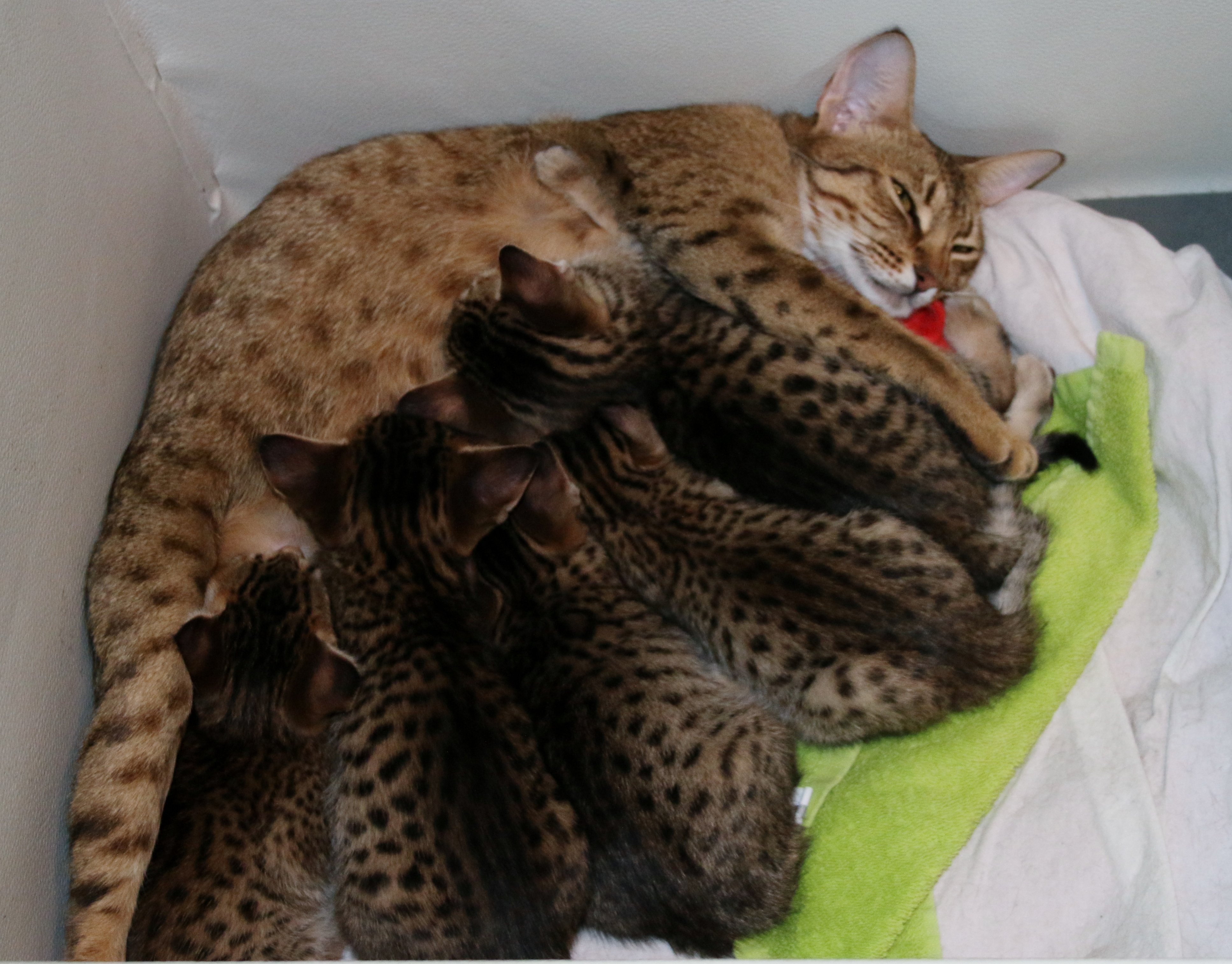 To Adopt A Kitten From Se Alsmarks
