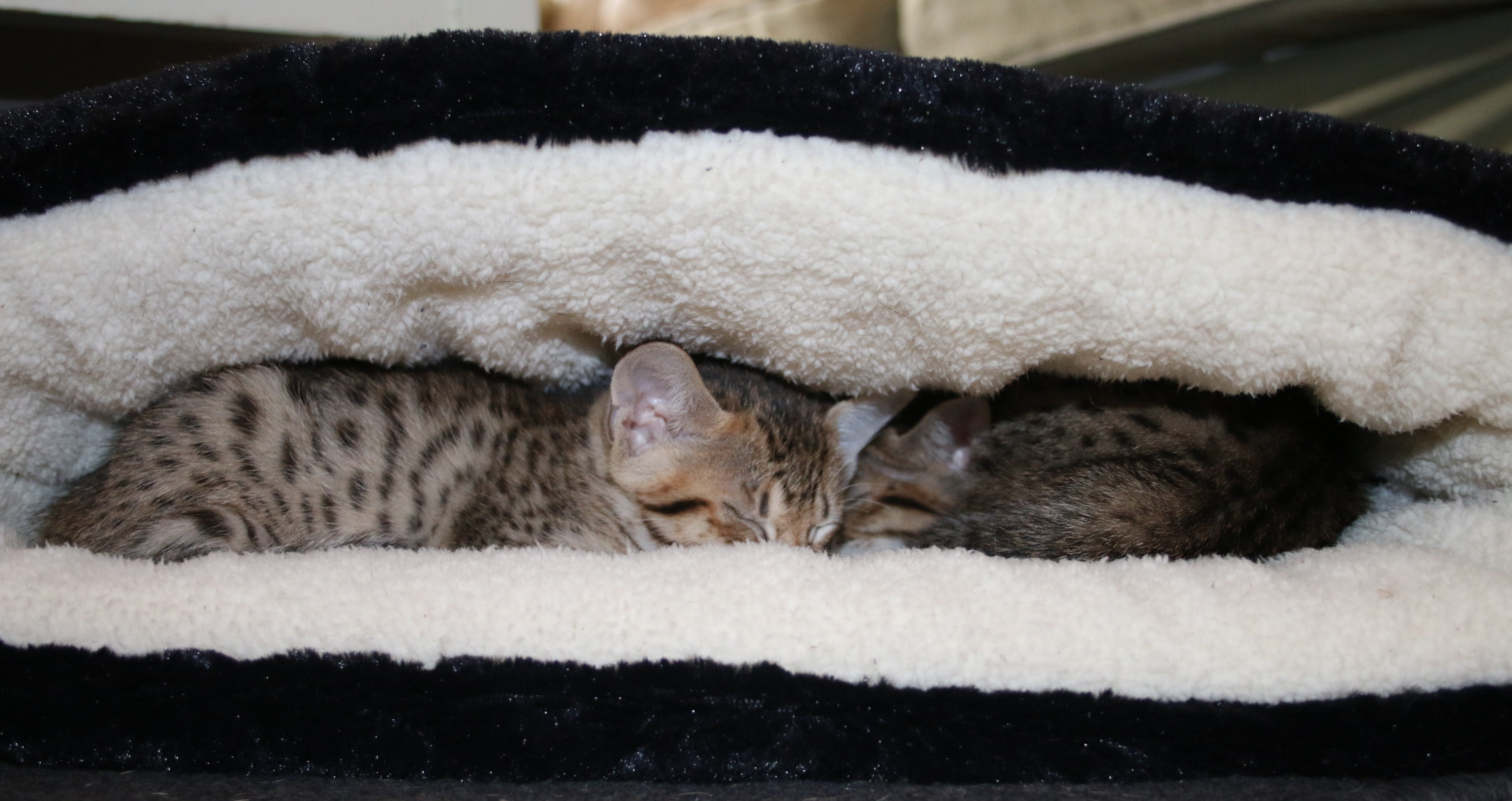 To Adopt A Kitten From Se Alsmarks